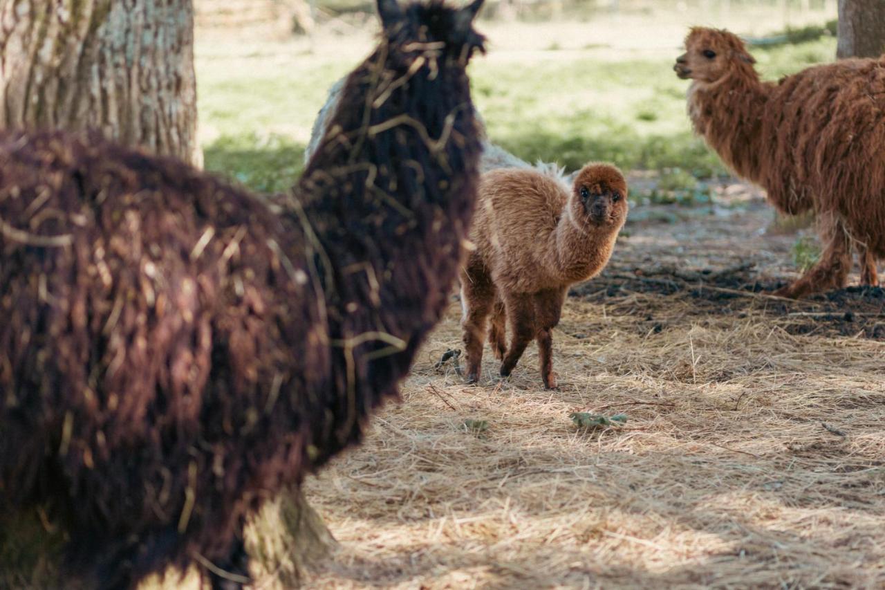 ホテル シャトー ド ラゼ Céré-la-Ronde エクステリア 写真